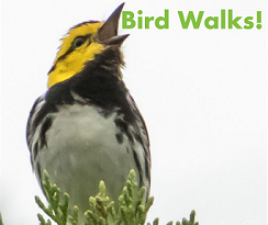 Bird Walks image.png