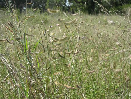 Grass Walk.jpg