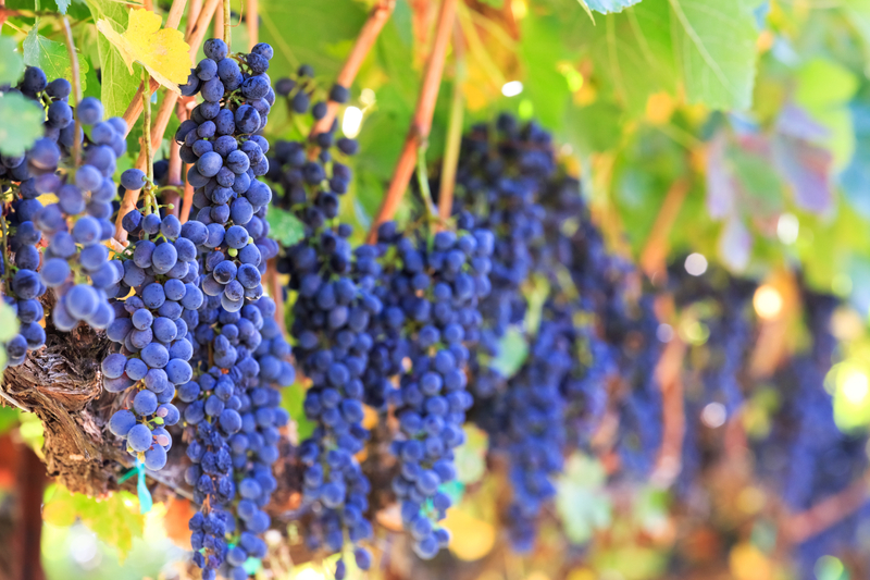 California Wine Experience, Live Auction, 2018 Celebration of Children in Nature Wine Grapes