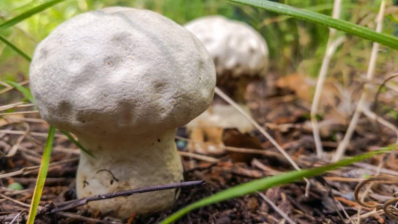 Mushroom By Beau.jpg