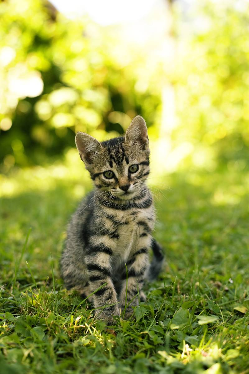 Kitten sitting in the grass Kitten sitting in the grass