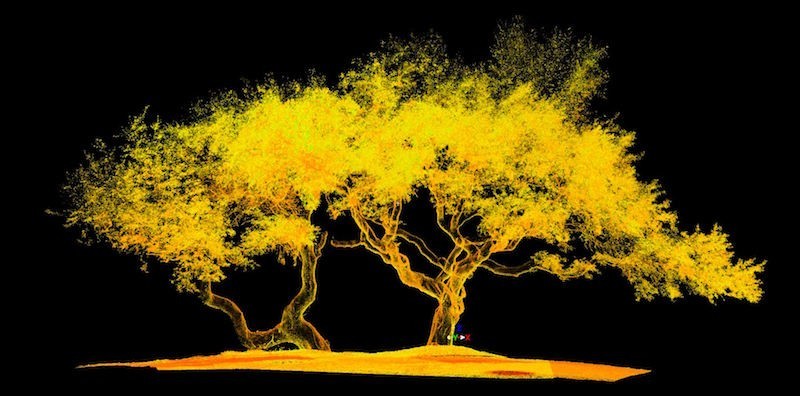 tree-scan-capture-1.jpg
