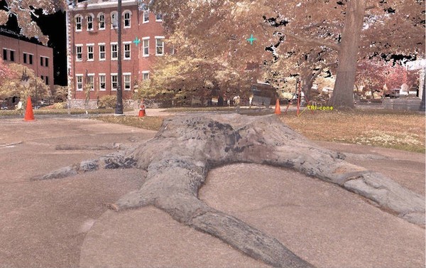 stump.jpg