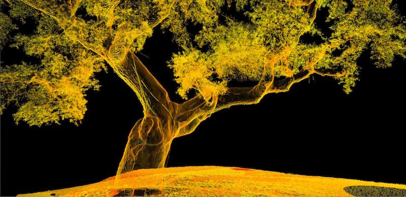 tree-scan-capture-2.jpg