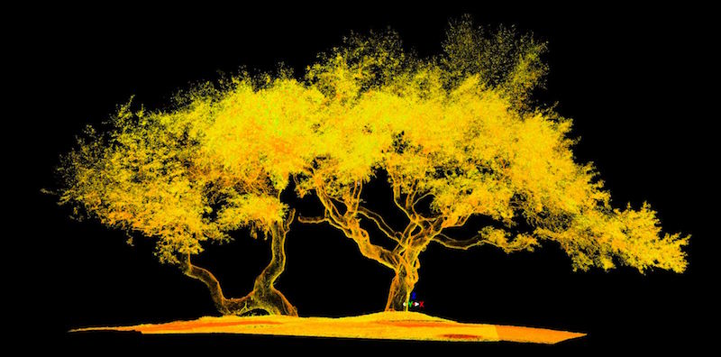 tree-scan-capture-1.jpg