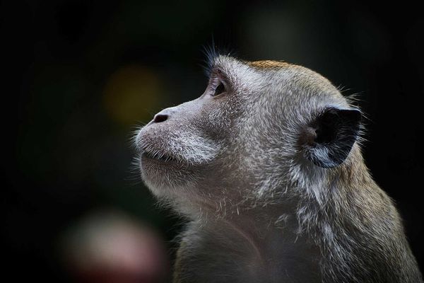 monkey2.jpg
