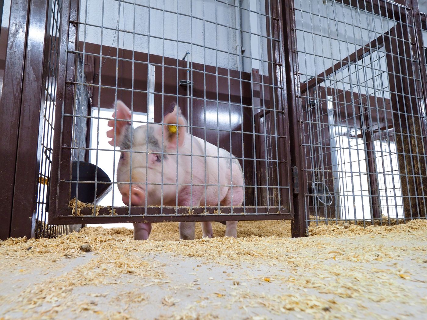 HISD Animal Barn and Practice Facility