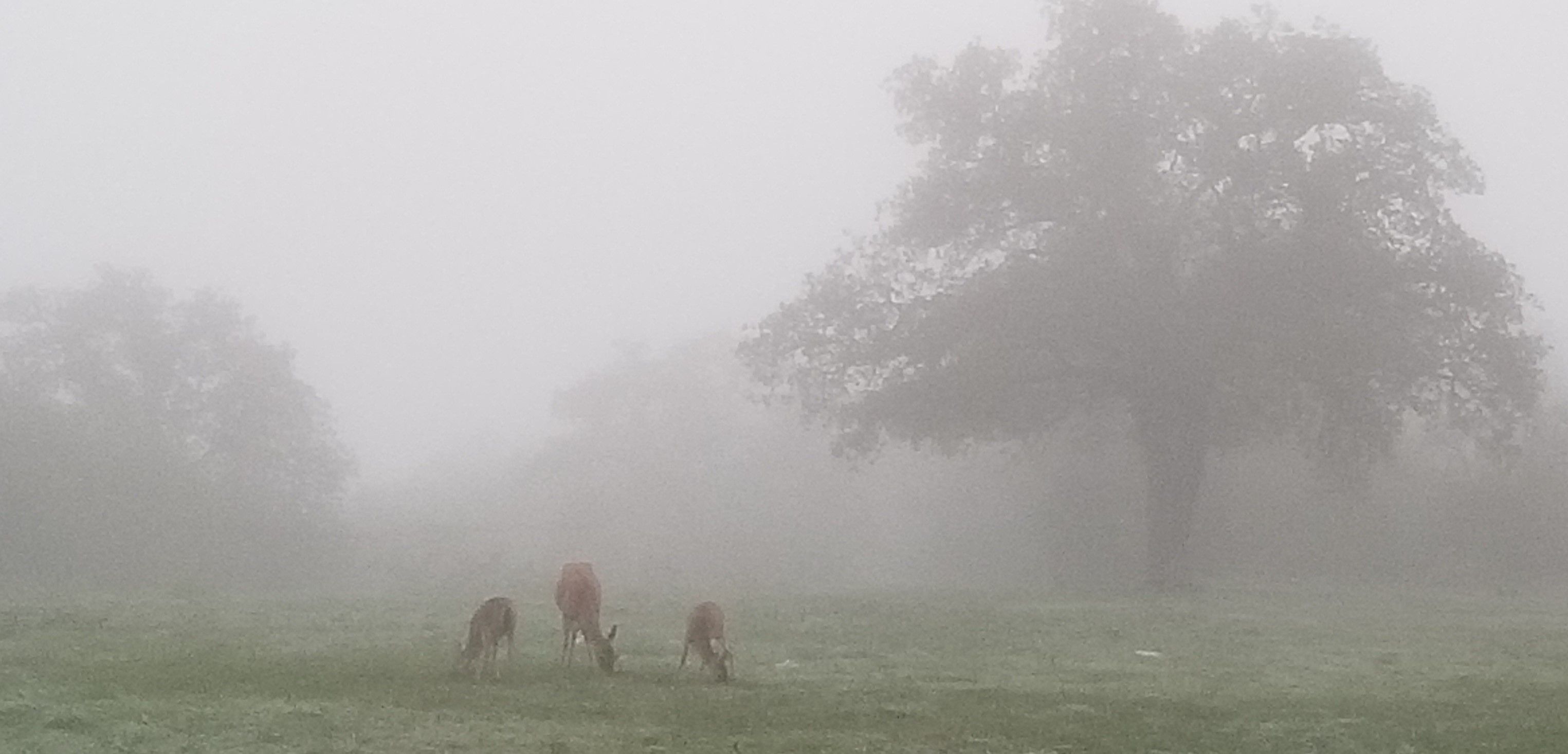 Deer in the fog.jpg