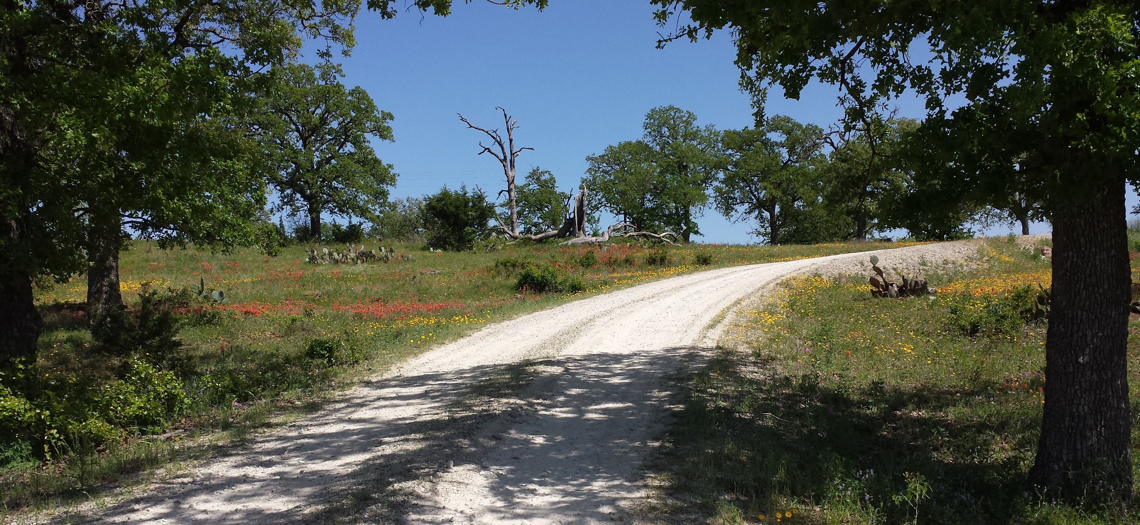 20190412_Driveway & Wildflowers.jpg
