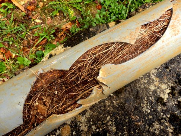 Roots growing in pipes
