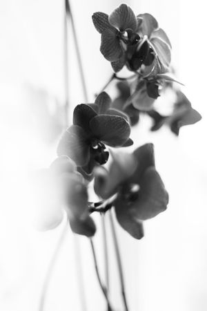 orchid-2022-11-16-18-24-41-utc 2.jpg