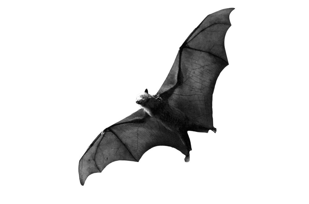 bat.png