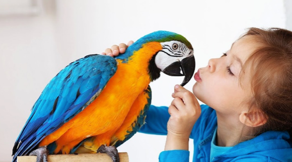 Kid playing with a bird Compounding Services