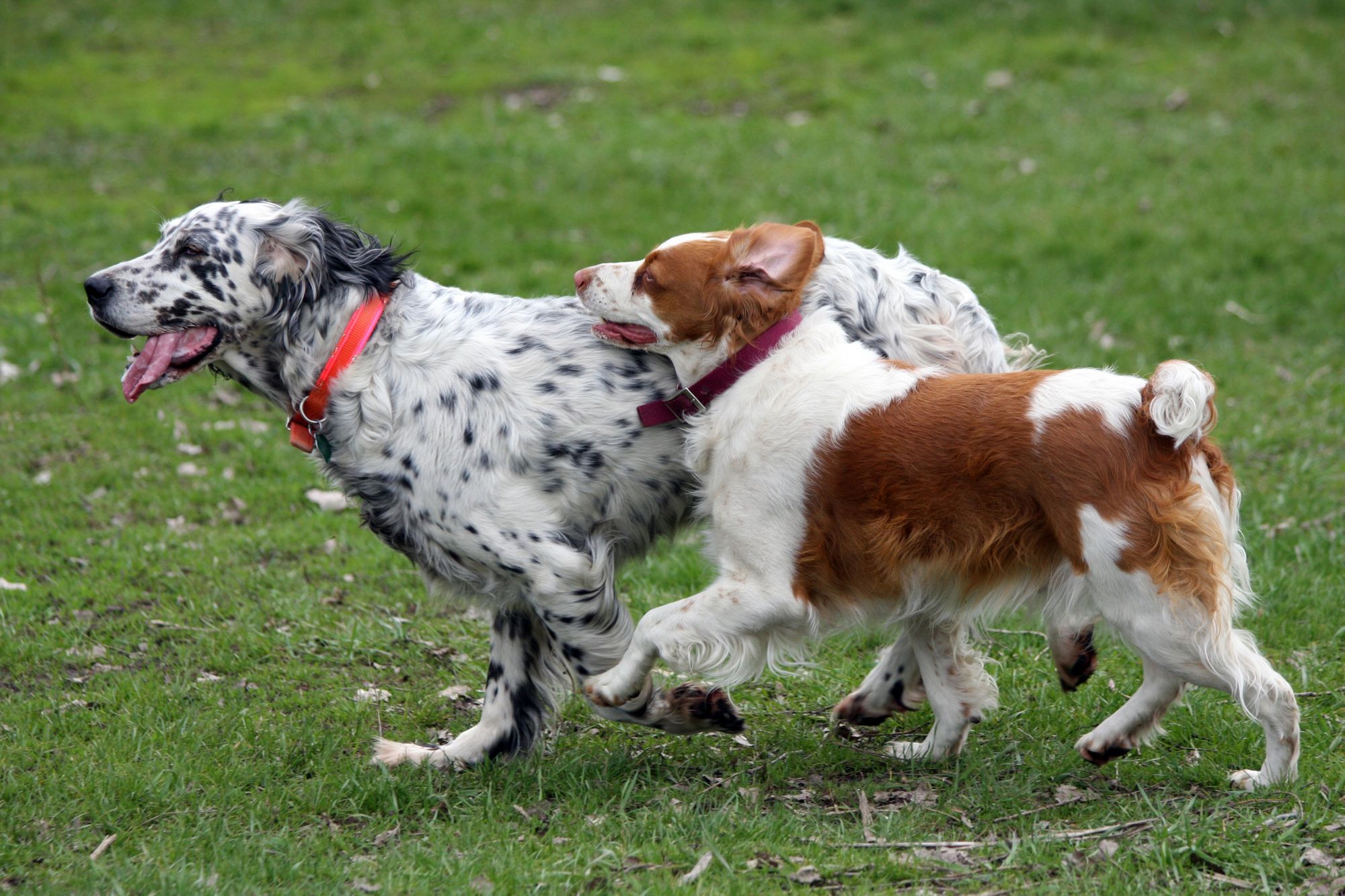 Dogs running Veterinary compounding