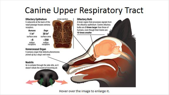 Graph of a dog's nose Pet Care