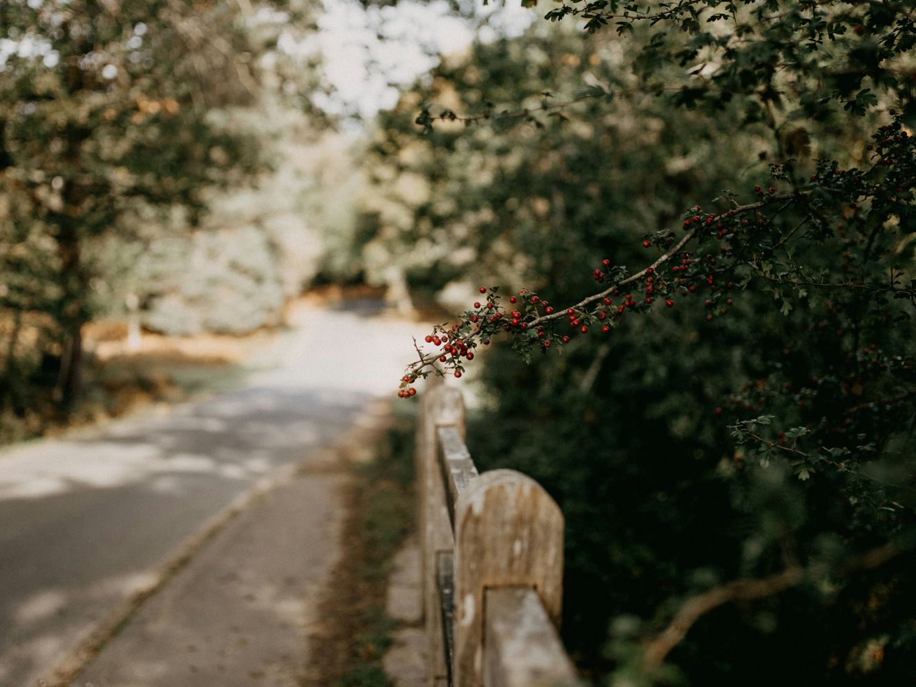 annie-spratt-nM50fNFP_Ls-unsplash.jpg