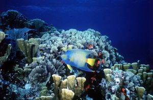 cozumel diving fish.jpg