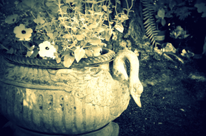 Garden Swans color SwansGarden.jpg