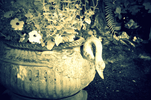 Swans Planter Flowers annabellevideoswan3.jpg