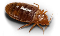 bedbugs.png