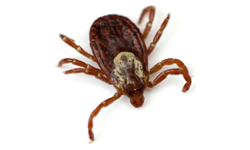 ticks.png