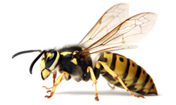 wasps.png