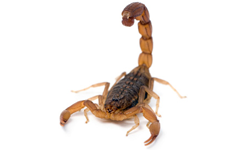 Scorpions.png