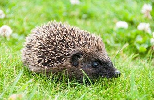 hedgehog.jpeg