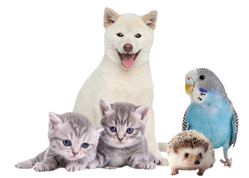 small-animals1.png