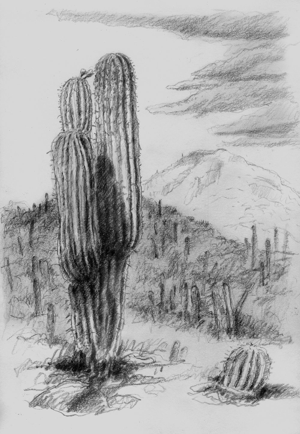 19g saguaro-small.jpg