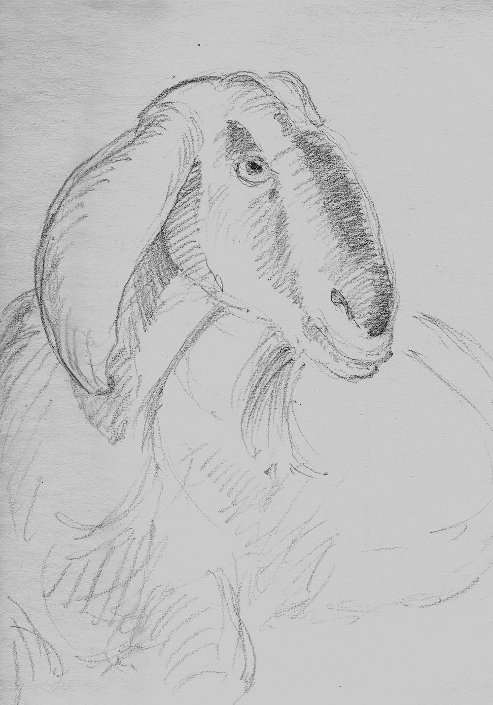 goat portrait.jpg