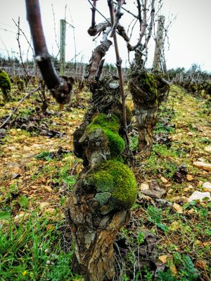 meursault gouttes d or.jpg