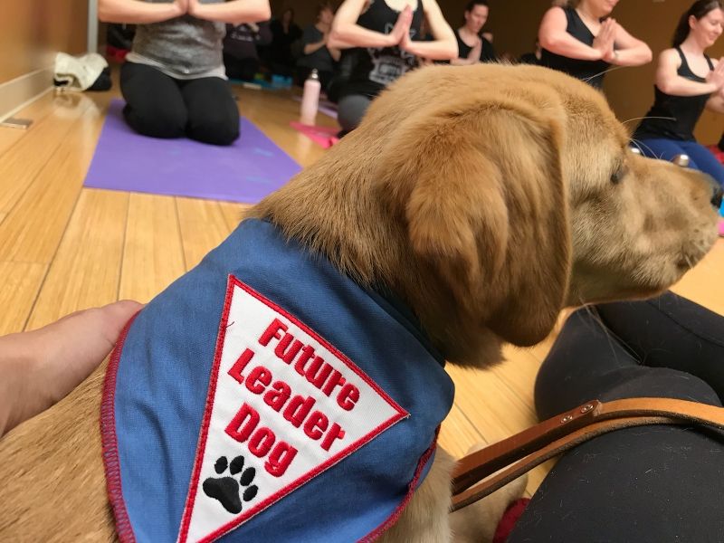Puppy Love Yoga April 2018_UpDog.jpg