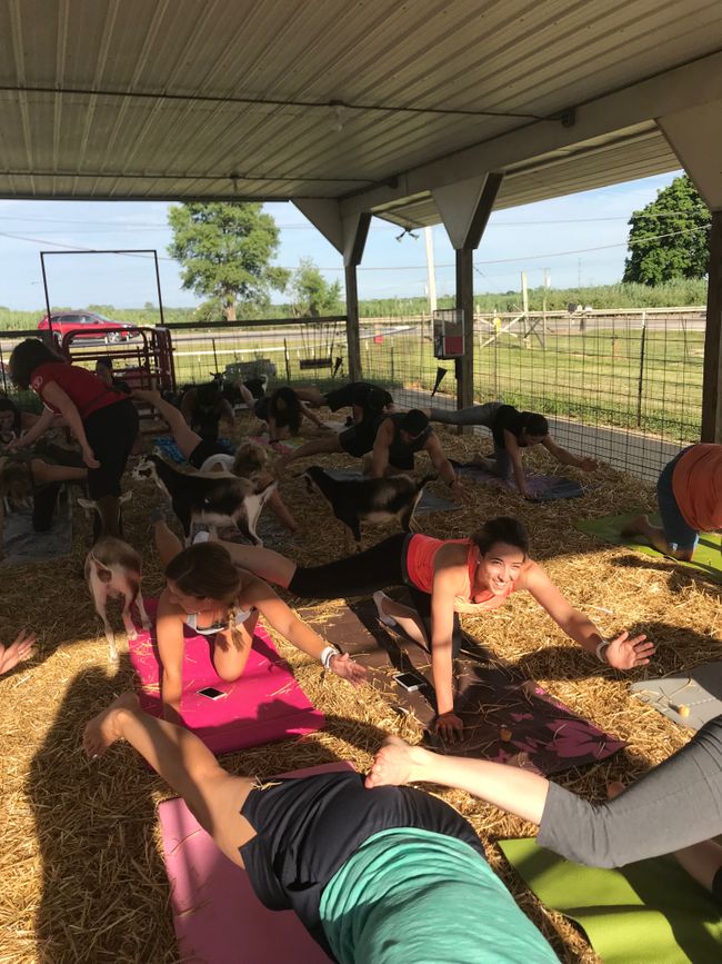 Goat Yoga Westview5_071218.jpg