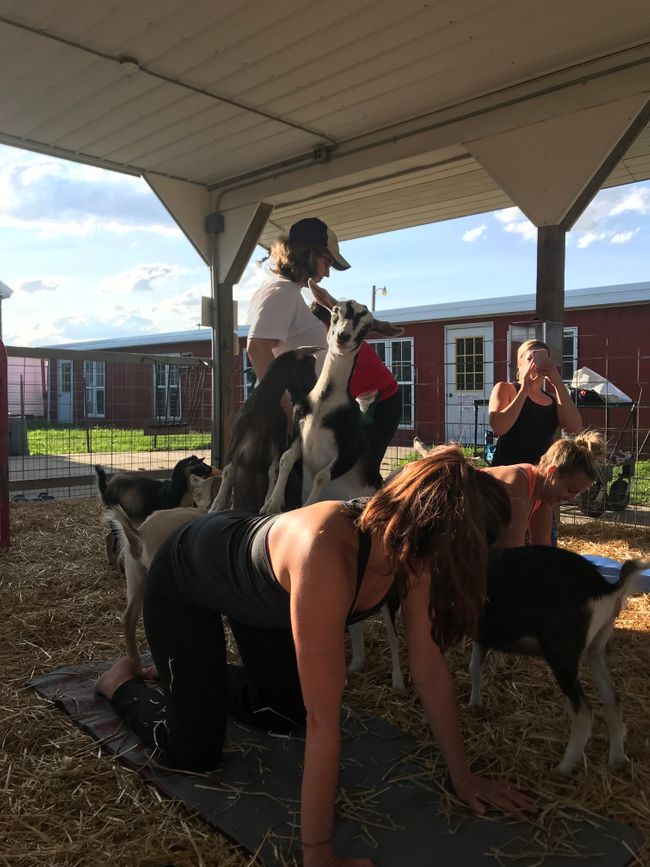 Goat Yoga July 26 Pic1.jpg