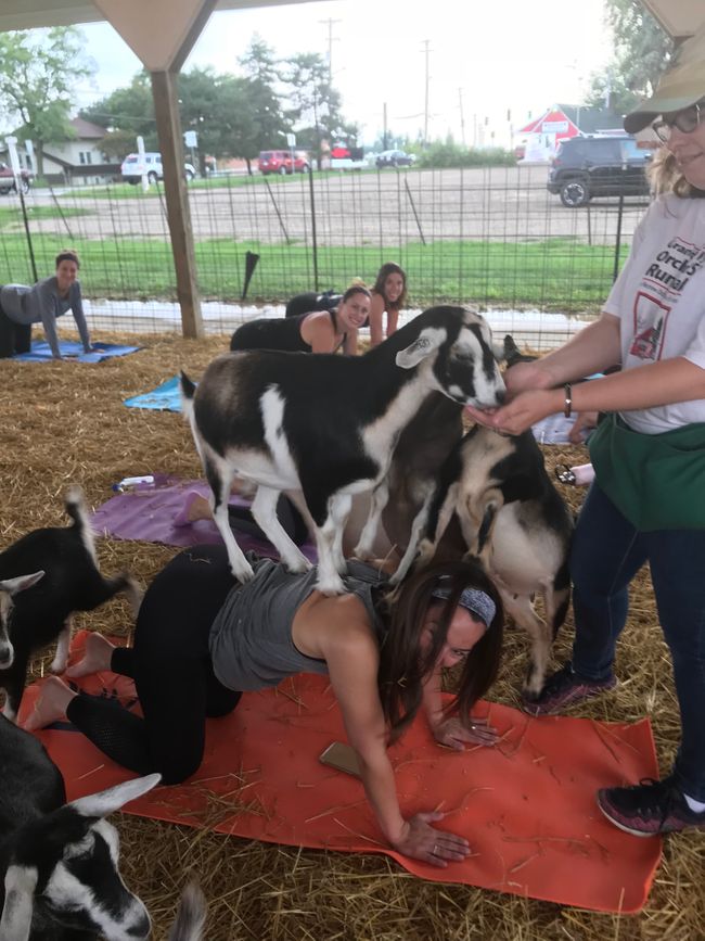 Goat Yoga Aug 9 Pic4.jpg
