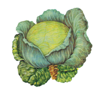Cabbage rainbird.png