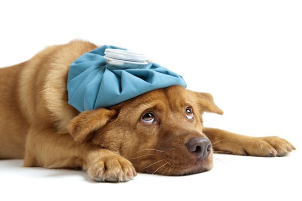 Pet Care