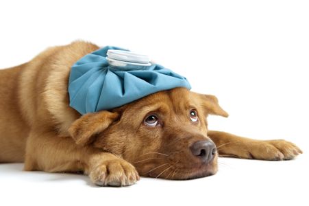 Healthy Pets, Happy Hearts Pet Care