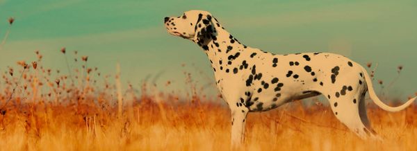 RabbiJessicaMarshall.com | Horizon
