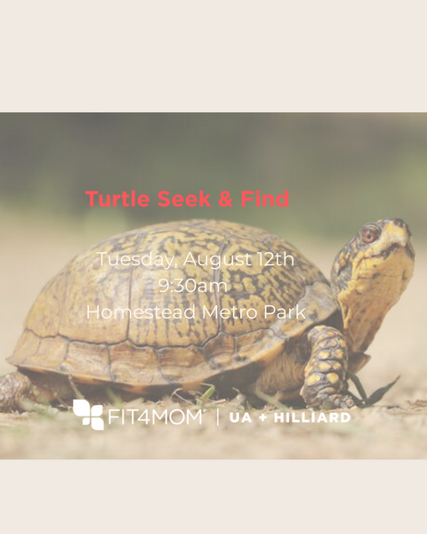 Turtle Seek & Find.png