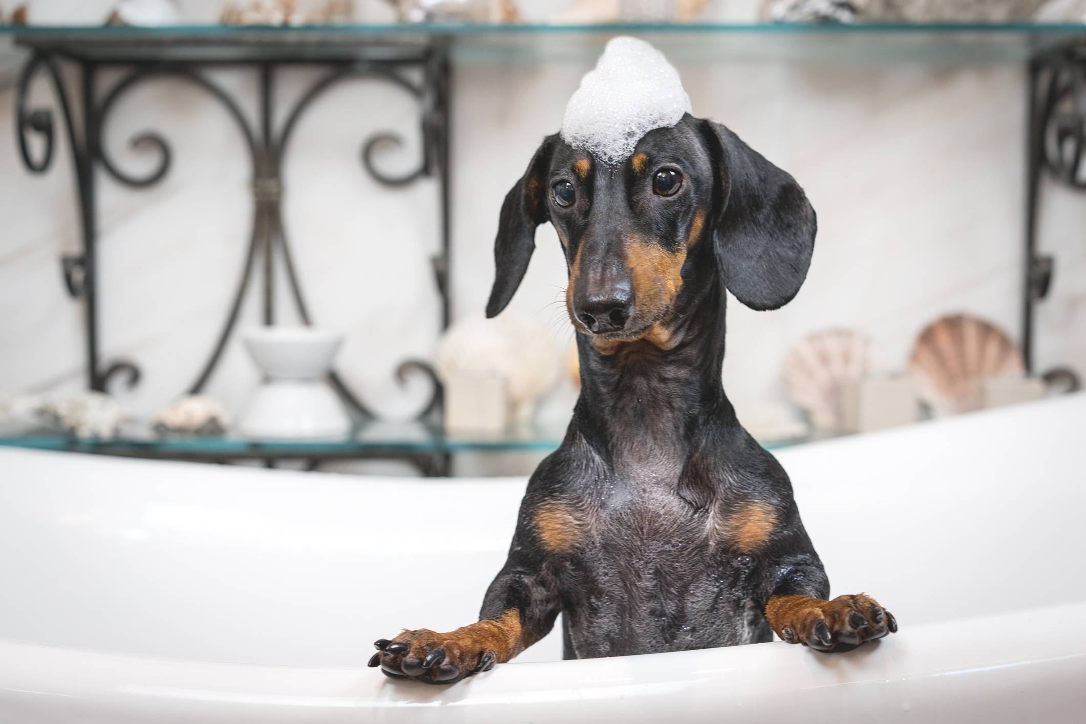 Dog in bathtub Pet Care