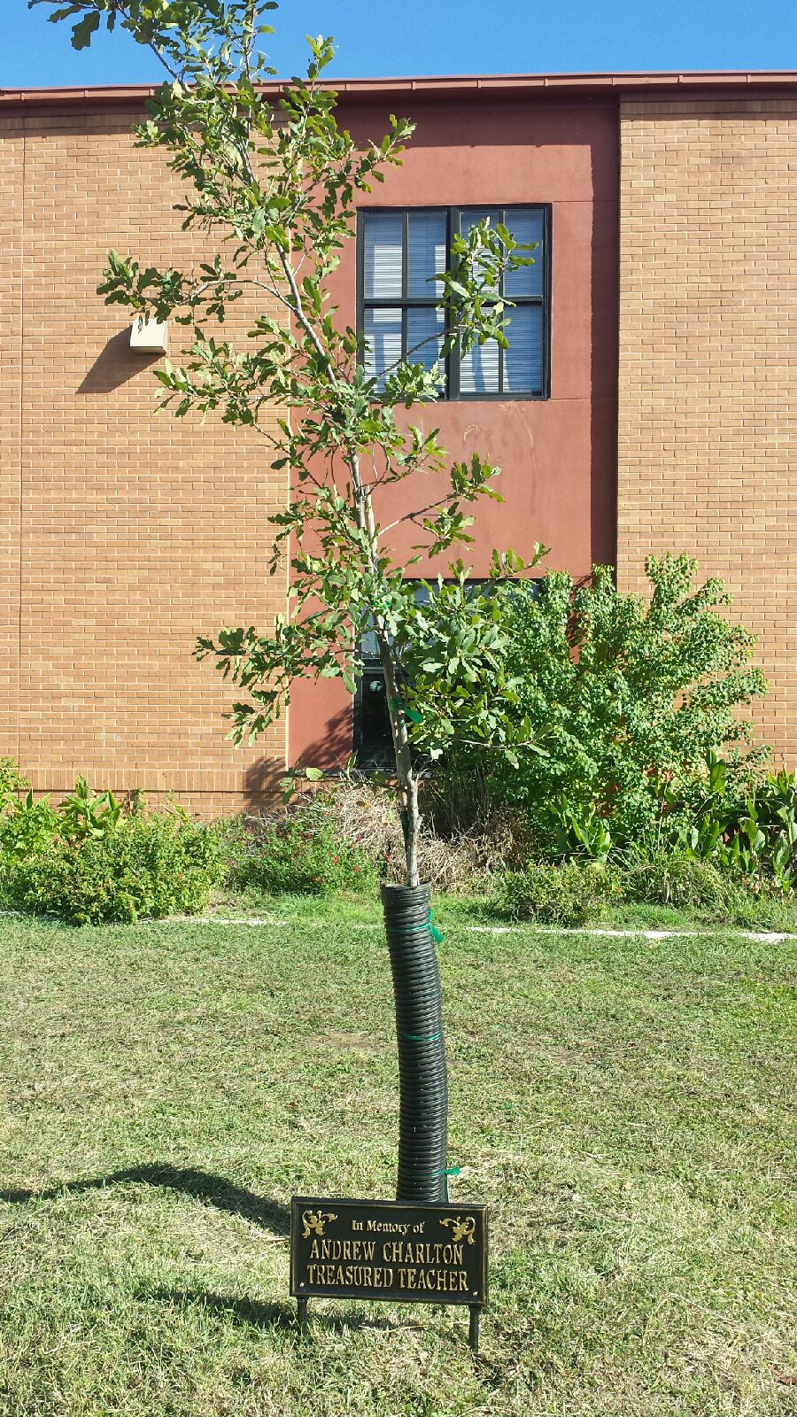 TreeDedication.jpeg