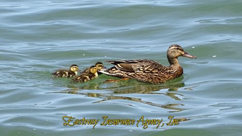 Get Your Ducks in a Row with Eastway