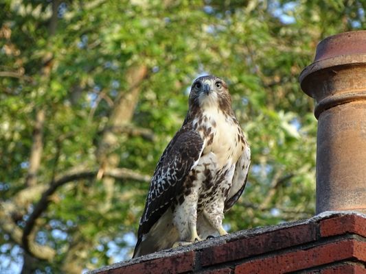 Hawk