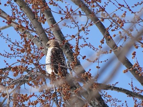 Hawk.jpg