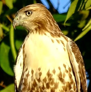 EastwayHawk.jpg