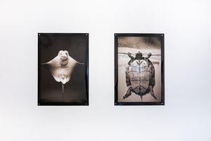 ANIMALIA
