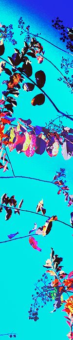Archival pigment print, 89x18 inches, edition 1 of 5. Weave (October 9, 2017)