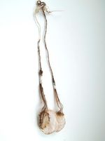 2014, Sterling silver, animal intestine, glue, woo,18” x 5” x 2” Masumi Kataoka - Untitled/Necklace